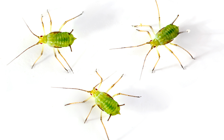 Plant pests